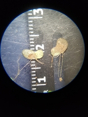Lemna aequinoctialis