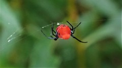 Leucauge licina
