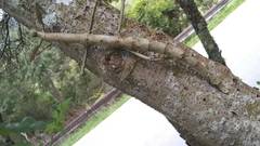 Cladomorphus phyllinus