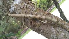 Cladomorphus phyllinus