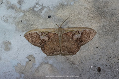 Zythos avellanea
