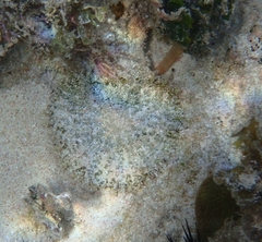 Actinostella flosculifera