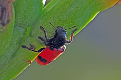 Enoclerus spinolae