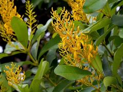 Vochysia tucanorum