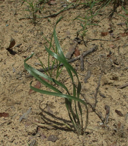 Amaryllidaceae image