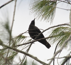 Corvus jamaicensis