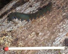 Austroperipatus eridelos