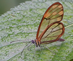 Greta lydia