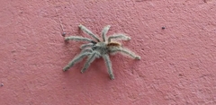 Iridopelma hirsutum