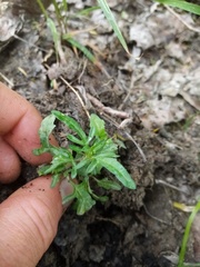 Prunella × intermedia