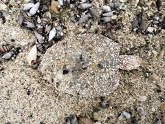 Trinectes maculatus