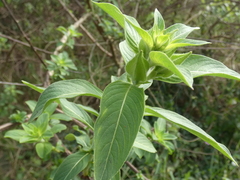 Ludwigia peruviana image