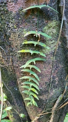 Adenia cordifolia