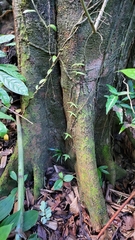 Adenia cordifolia