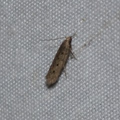 Monochroa quinquepunctella
