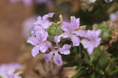 Lechenaultia papillata