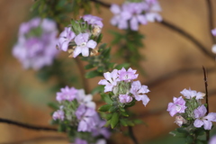 Lechenaultia papillata
