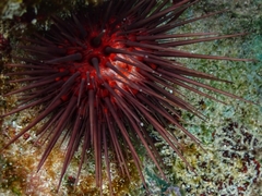 Echinometra lucunter