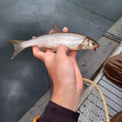 Mylocheilus caurinus