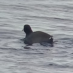 Fulica americana