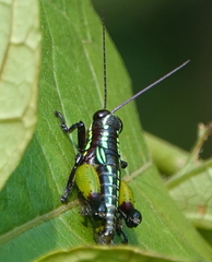 Pseudonautia