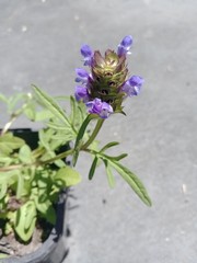 Prunella × intermedia