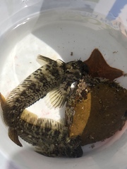 Hypsoblennius gilberti