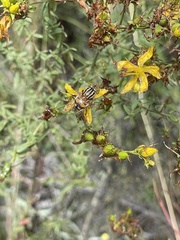 Eristalinus punctulatus