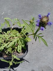 Prunella × intermedia