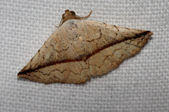 Eublemma perversicolor