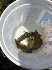 Hypsoblennius gilberti