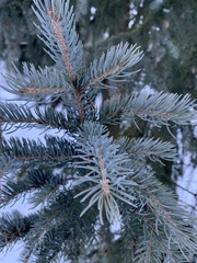 Picea pungens — photo 3