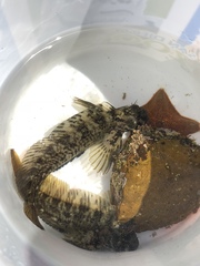 Hypsoblennius gilberti