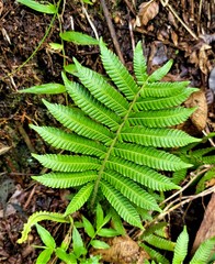 Steiropteris deltoidea