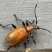 Honeybrown Beetle - Photo (c) suecee, some rights reserved (CC BY-NC), uploaded by suecee