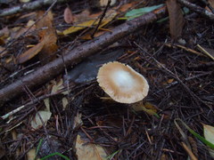 Inocybe albodisca