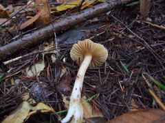 Inocybe albodisca