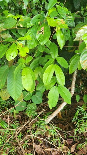 Image of Pink Mempat (Cratoxylum formosum) by (c) Cheongweei Gan, some rights reserved (CC BY)