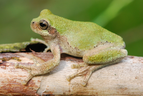 Bird-voiced Treefrog