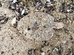 Trinectes maculatus