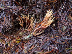 Ramaria rubella