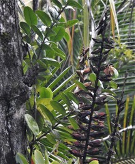 Vriesea macrostachya