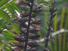 Vriesea macrostachya