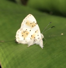 Anteros chrysoprasta