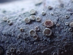 Lecanora pacifica