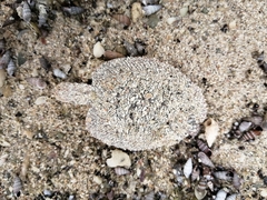 Trinectes maculatus