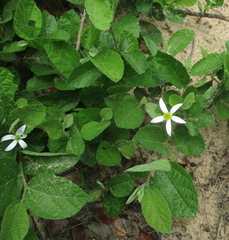 Grewia avellana
