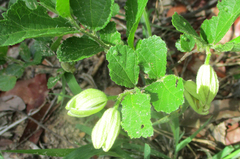 Grewia avellana