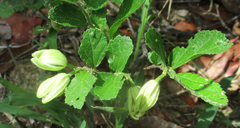 Grewia avellana
