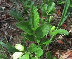 Grewia avellana